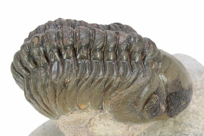 Bargain, Reedops Trilobite - Atchana, Morocco #340905